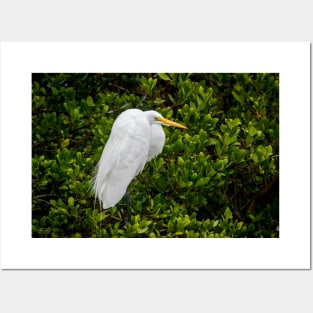 Great Egret In The Mangrove Tree Posters and Art